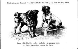 ANIMAUX - CHIENS - Illustration Du Journal " L'ACCLIMATATION " - Race - Carlin , Robe Isabelle à Masque Noir - Hunde