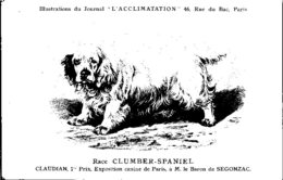 ANIMAUX - CHIENS - Illustration Du Journal " L'ACCLIMATATION " - Race - Clumber - Spaniel - Chiens