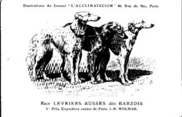 ANIMAUX - CHIENS - Illustration Du Journal " L'ACCLIMATATION " - Race - Lévriers Russes Dits Barzois - Chiens