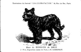 ANIMAUX - CHIENS - Illustration Du Journal " L'ACCLIMATATION " - Race - Berger De Brie - Hunde