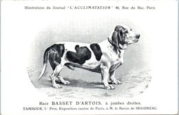 ANIMAUX - CHIENS - Illustration Du Journal " L'ACCLIMATATION " - Race - Basset D'Artois à Jambes Droites - Honden
