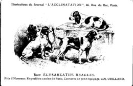 ANIMAUX - CHIENS - Illustration Du Journal " L'ACCLIMATATION " - Race - Elysabeaths Beagles - Dogs