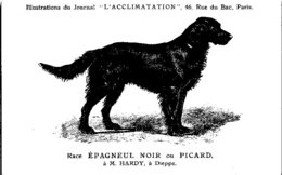 ANIMAUX - CHIENS - Illustration Du Journal " L'ACCLIMATATION " - Race - Epagneul Noir Ou Picard - Dogs
