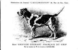 ANIMAUX - CHIENS - Illustration Du Journal " L'ACCLIMATATION " - Race - Race Griffon Courant Français Du Grip - Chiens