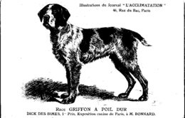 ANIMAUX - CHIENS - Illustration Du Journal " L'ACCLIMATATION " - Race - Griffon à Poil Dur - Honden