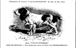 ANIMAUX - CHIENS - Illustration Du Journal " L'ACCLIMATATION " - Race - Fied - Spaniel - Hunde