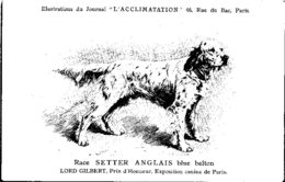 ANIMAUX - CHIENS - Illustration Du Journal " L'ACCLIMATATION " - Race - Setter Anglais - Hunde