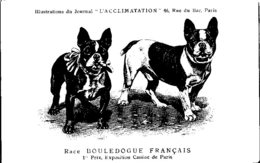 ANIMAUX - CHIENS - Illustration Du Journal " L'ACCLIMATATION " - Race - Bouledogue Français - Honden