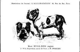 ANIMAUX - CHIENS - Illustration Du Journal " L'ACCLIMATATION " - Race - Bull Dog Anglais - Dogs