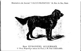 ANIMAUX - CHIENS - Illustration Du Journal " L'ACCLIMATATION " - Race - Epagneul Allemand - Dogs