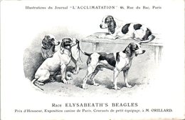 ANIMAUX - CHIENS - Illustration Du Journal " L'ACCLIMATATION " - Race - Elysabeath's Beagles - Chiens