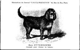 ANIMAUX - CHIENS - Illustration Du Journal " L'ACCLIMATATION " - Race - Otterhound - Hunde