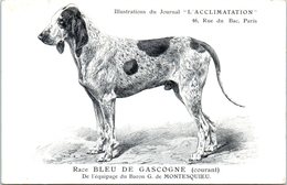 ANIMAUX - CHIENS - Illustration Du Journal " L'ACCLIMATATION " - Race - Bleu De Gascogne - Dogs