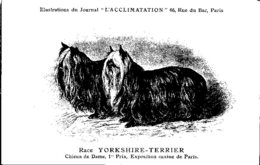 ANIMAUX - CHIENS - Illustration Du Journal " L'ACCLIMATATION " - Race --  Yorkshire Terrier - Honden