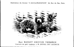 ANIMAUX - CHIENS - Illustration Du Journal " L'ACCLIMATATION " - Race -- Basset Griffon Vendéen - Honden