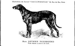 ANIMAUX - CHIENS - Illustration Du Journal " L'ACCLIMATATION " - Race -- Levrier Deerhound - Honden