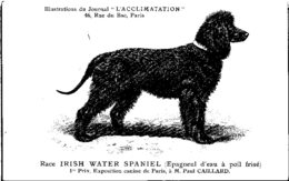 ANIMAUX - CHIENS - Illustration Du Journal " L'ACCLIMATATION " - Race -- Irish Water Spaniel - Chiens