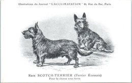 ANIMAUX - CHIENS - Illustration Du Journal " L'ACCLIMATATION " - Race -- Scotch Terrier - Dogs