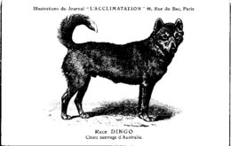 ANIMAUX - CHIENS - Illustration Du Journal " L'ACCLIMATATION " - Race -- Dingo - Chiens