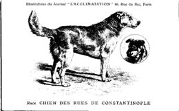 ANIMAUX - CHIENS - Illustration Du Journal " L'ACCLIMATATION " - Race --  Chien Des Rues De Constantinople - Hunde