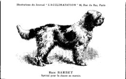 ANIMAUX - CHIENS - Illustration Du Journal " L'ACCLIMATATION " - Race --  Barbet - Chiens
