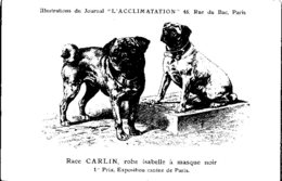 ANIMAUX - CHIENS - Illustration Du Journal " L'ACCLIMATATION " - Race -- Carlin, Robe Isabelle à Masque Noir - Dogs