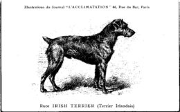 ANIMAUX - CHIENS - Illustration Du Journal " L'ACCLIMATATION " - Race -- Irish Tettier - Hunde