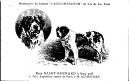 ANIMAUX - CHIENS - Illustration Du Journal " L'ACCLIMATATION " - Race -- St Bernard à Long Poil - Chiens