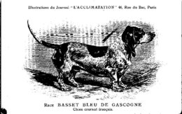 ANIMAUX - CHIENS - Illustration Du Journal " L'ACCLIMATATION " - Race -- Basset Bleu De Gascogne - Hunde