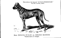 ANIMAUX - CHIENS - Illustration Du Journal " L'ACCLIMATATION " - Race -- D'ulm Ou Grand Danois - Hunde