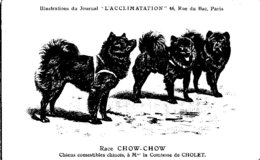 ANIMAUX - CHIENS - Illustration Du Journal " L'ACCLIMATATION " - Race - Chow Chow - Dogs