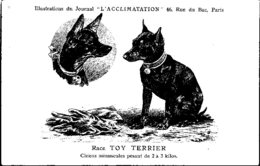 ANIMAUX - CHIENS - Illustration Du Journal " L'ACCLIMATATION " - Race -- Toy Terrier - Dogs