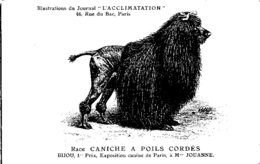 ANIMAUX - CHIENS - Illustration Du Journal " L'ACCLIMATATION " - Race -- Caniche à Poil Cordés - Hunde