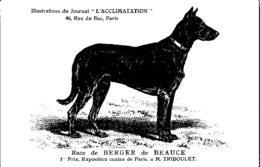 ANIMAUX - CHIENS - Illustration Du Journal " L'ACCLIMATATION " - Race - Berger De Beauce - Dogs