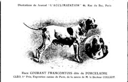 ANIMAUX - CHIENS - Illustration Du Journal " L'ACCLIMATATION " - Race - Courant Francomtois Dite De Porcelaine - Perros