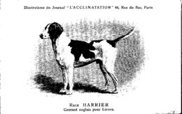 ANIMAUX - CHIENS - Illustration Du Journal " L'ACCLIMATATION " - Race - Harrier - Chiens