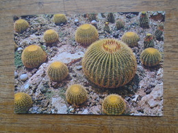 Cactus , Echinocactus Grusonii - Sukkulenten