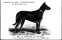 ANIMAUX - CHIENS - Illustration Du Journal " L'ACCLIMATATION " - Race - Berger De Beauce - Hunde
