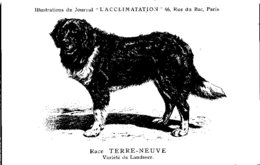 ANIMAUX - CHIENS - Illustration Du Journal " L'ACCLIMATATION " - Race - Terre Neuve - Perros