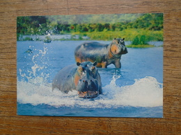 Faune Africaine , Hippopotames - Hippopotamuses