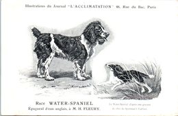 ANIMAUX - CHIENS - Illustration Du Journal " L'ACCLIMATATION " - Race -- Water Spaniel - Hunde