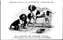 ANIMAUX - CHIENS - Illustration Du Journal " L'ACCLIMATATION " - Race -- Beagle De Grande Taille - Dogs