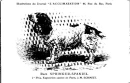 ANIMAUX - CHIENS - Illustration Du Journal " L'ACCLIMATATION " - Race -- Spinger - Spaniel - Hunde