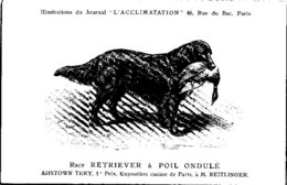 ANIMAUX - CHIENS - Illustration Du Journal " L'ACCLIMATATION " - Race -- Retriever à Poil Ondulé - Chiens