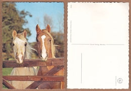 AC - HORSE TURKEY CARTE POSTALE POST CARD - Pferde