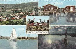 AK Neusiedlersee - Mehrbildkarte - Störche Segelboote   (41139) - Neusiedlerseeorte