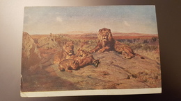 Lion Rosa Bonheur Lions 1930s Year Russian GIZ Postcard-  Old Soviet PC - Leones