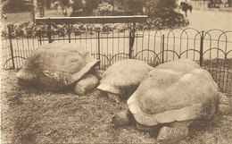 (ANVERS )( ZOO )( TORTUES ) - Schildkröten