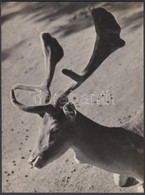 Cca 1935-1940 Haár Ferenc (1908-1997) Jelzetlen Vintage Fotóművészeti Alkotása, A Szerző Hagyatékából, 24x18 Cm - Otros & Sin Clasificación