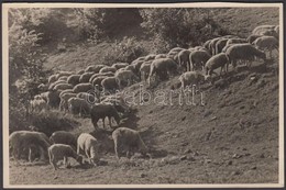 1935 Jermy László: Legelésző Nyáj, Aláírt Vintage Fotó, 11x18 Cm - Other & Unclassified